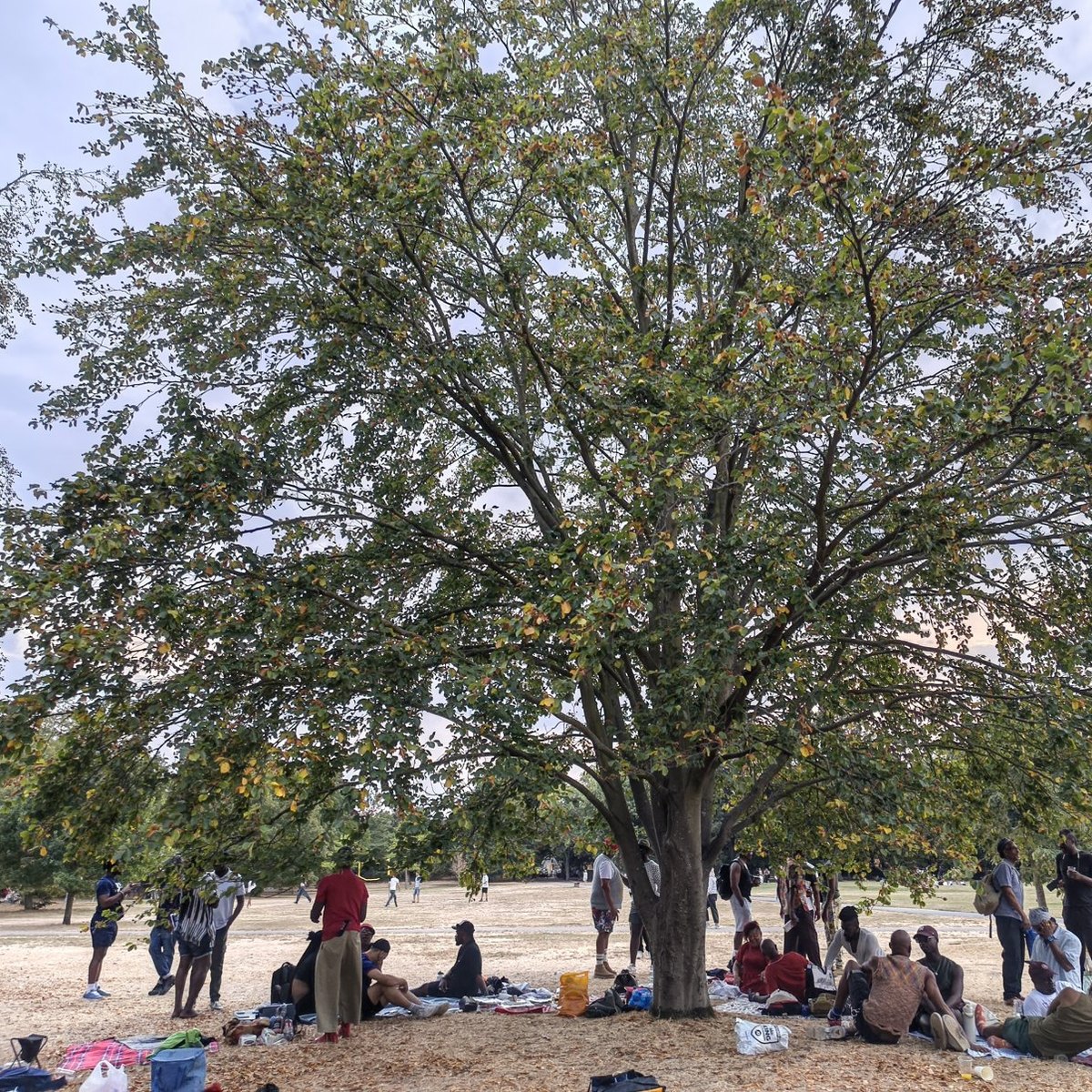 Small groups on blankets under a tree in Regent's Park at the summer picnic